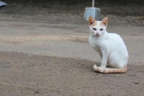 Cute cat Stock Photos