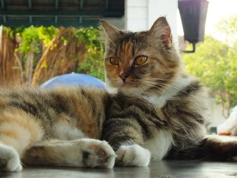 Cute cat Stock Photos