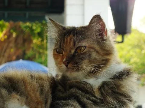 Cute cat Stock Photos