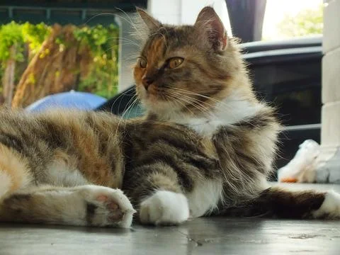 Cute cat Stock Photos