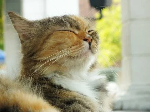 Cute cat Stock Photos