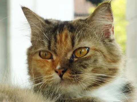 Cute cat Stock Photos