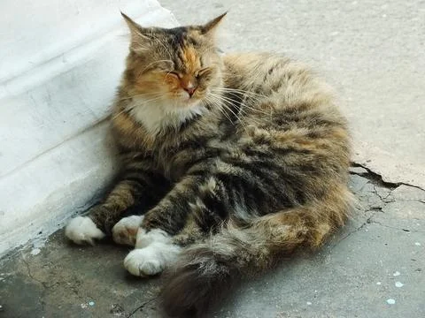 Cute cat Stock Photos