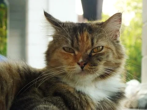 Cute cat Stock Photos