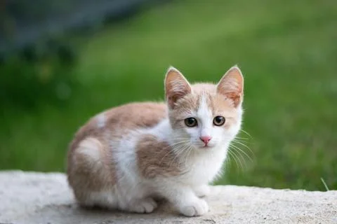 A cute cat Stock Photos