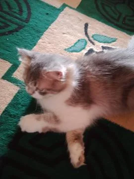 Cute cat Foto stock
