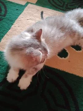 Cute cat Stock Photos