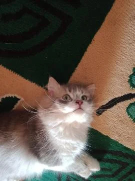 Cute cat Foto stock