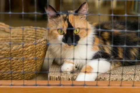 Cute Cat Stock Photos