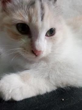 Cute cat Stockfoto's