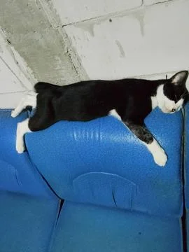 Cute cat Fotos de archivo