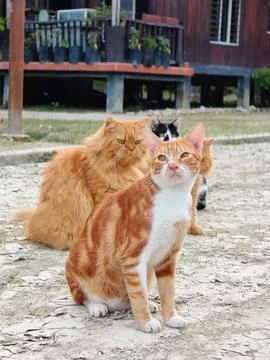 Cute cat Fotos de archivo