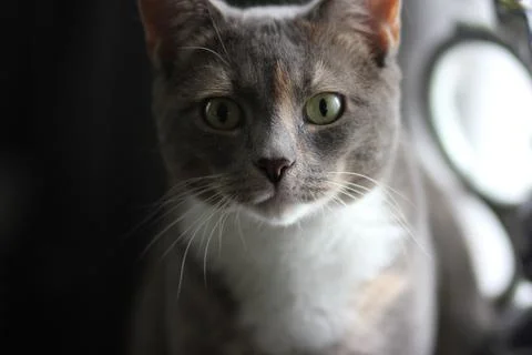 Cute Cat Stock Photos
