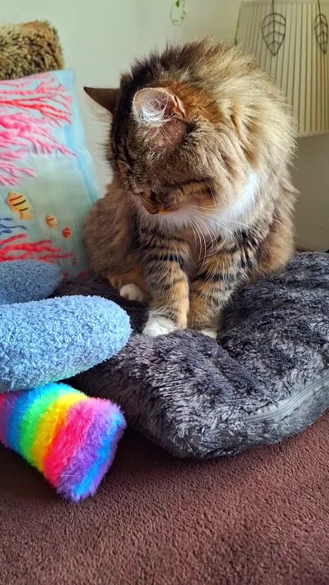 Cute cat on the pillow Stock Footage 336693832