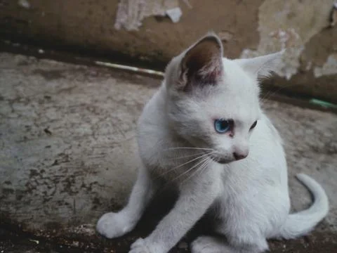 Cute cat play alone Foto stock