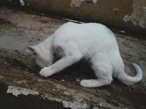 Cute cat play alone Stock Photos