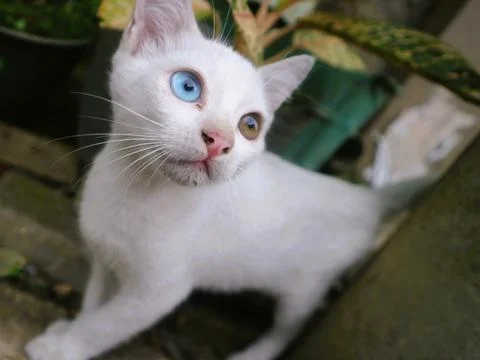 Cute cat play alone Foto stock