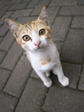 Cute cat play alone Stock Photos