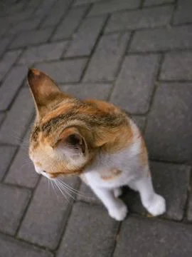 Cute cat play alone Stock Photos