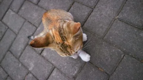 Cute cat play alone Foto stock