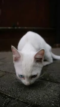 Cute cat play alone Stock-Fotos