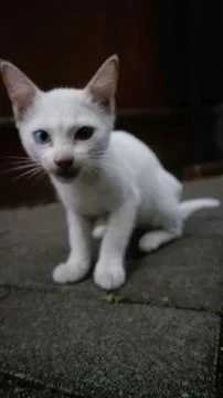Cute cat play alone Foto stock