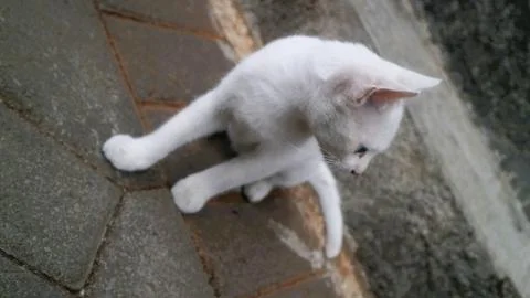 Cute cat play alone Stock Photos