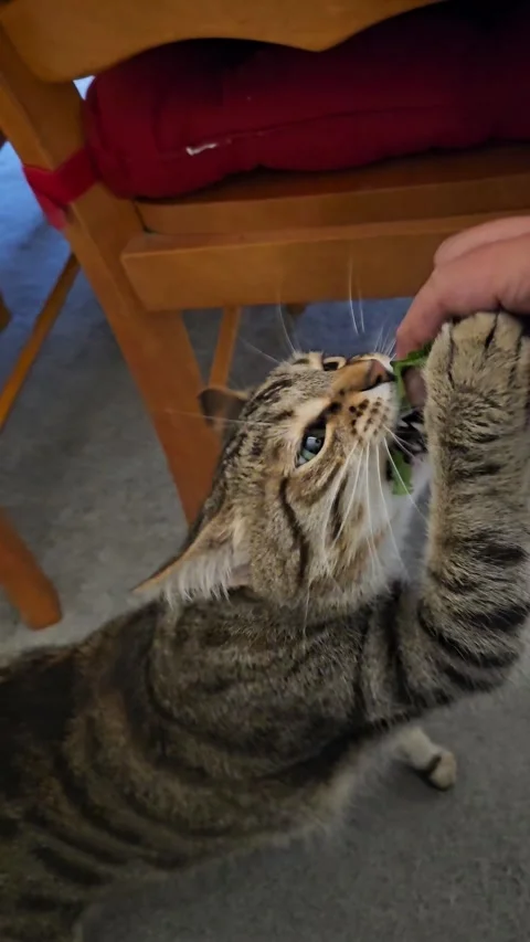 Cute cat playing and biting at catnip held in hand vertical video Stock Footage 333406178