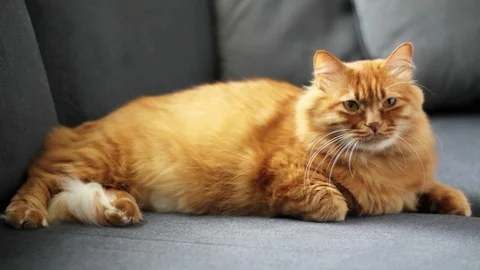 Cute Cat Playing And Looking Video stock 96244427