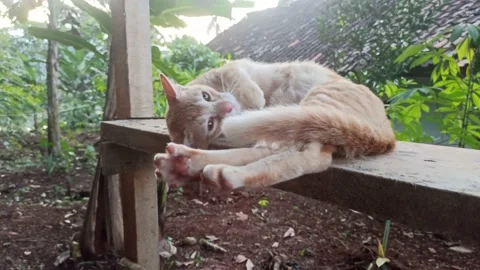 A cute cat playing on a bench footage Stock Footage 199518998
