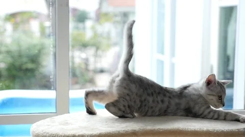 Cute cat playing on cat tower slow motion Stock Footage 90639327