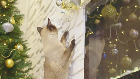 Cute cat playing with christmas balls. Decorated house with Christmas tree. Video stock 252927062