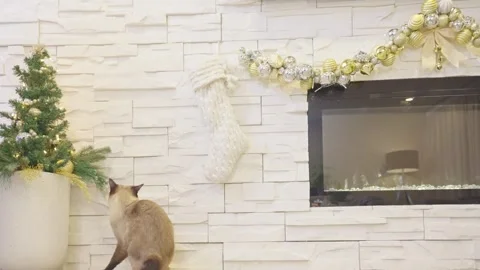 Cute cat playing with christmas balls. Decorated house with Christmas tree. Stock Footage 252927359