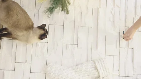 Cute cat playing with christmas balls. Decorated house with Christmas tree. Stock Footage 252927465