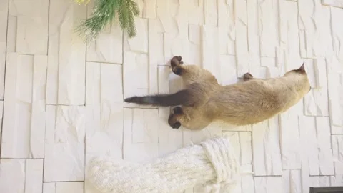 Cute cat playing with christmas balls. Decorated house with Christmas tree. Stock Footage 252927645