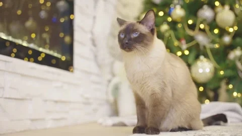 Cute cat playing with christmas balls. Decorated house with Christmas tree. Stock Footage 252928098