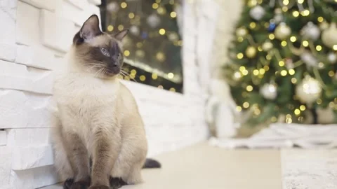 Cute cat playing with christmas balls. Decorated house with Christmas tree. Stock Footage 252928251