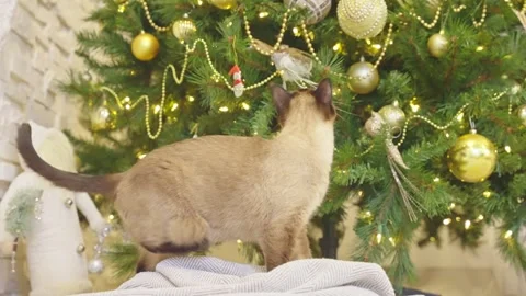 Cute cat playing with christmas balls. Decorated house with Christmas tree. Stock Footage 252928511