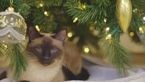 Cute cat playing with christmas balls. Decorated house with Christmas tree. Stock Footage 252928689
