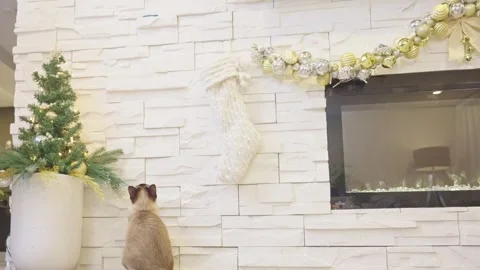 Cute cat playing with christmas balls. Decorated house with Christmas tree. Stock Footage 252928749