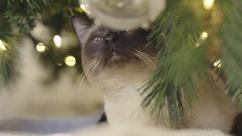 Cute cat playing with christmas balls. Decorated house with Christmas tree. Stock Footage 252929108