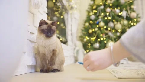 Cute cat playing with christmas balls. Decorated house with Christmas tree. Stock Footage 252929199