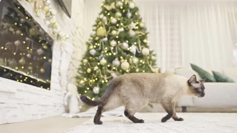 Cute cat playing with christmas balls. Decorated house with Christmas tree. Stock Footage 252929273