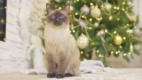 Cute cat playing with christmas balls. Decorated house with Christmas tree. Stock Footage 252929385