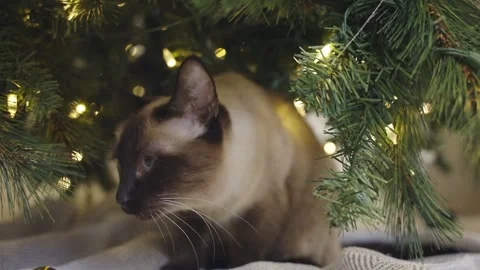 Cute cat playing with christmas balls. Decorated house with Christmas tree. Stock Footage 252929457