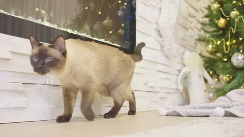 Cute cat playing with christmas balls. Decorated house with Christmas tree. Stock Footage 252929690