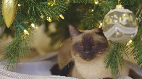 Cute cat playing with christmas balls. Decorated house with Christmas tree. Stock Footage 252930452