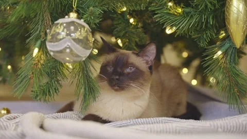 Cute cat playing with christmas balls. Decorated house with Christmas tree. Stock Footage 252930749