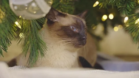 Cute cat playing with christmas balls. Decorated house with Christmas tree. Stock Footage 252930854