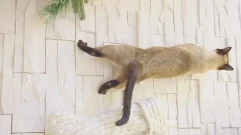 Cute cat playing with christmas balls. Decorated house with Christmas tree. Stock Footage 252931258